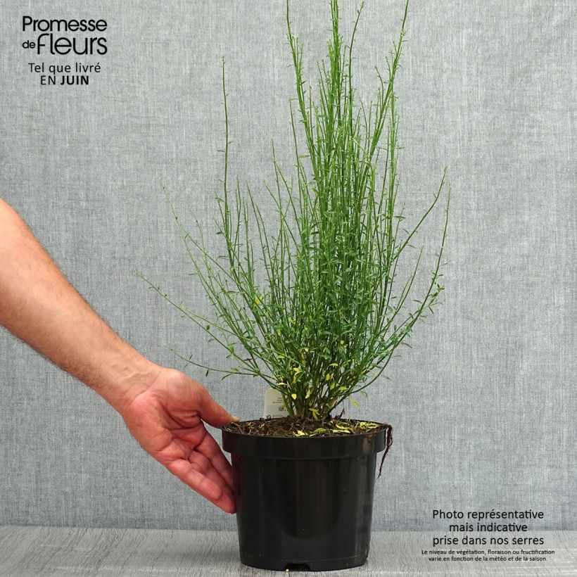 Cytisus procumbens Zeelandia 1.5L/2L pot sample as delivered in summer