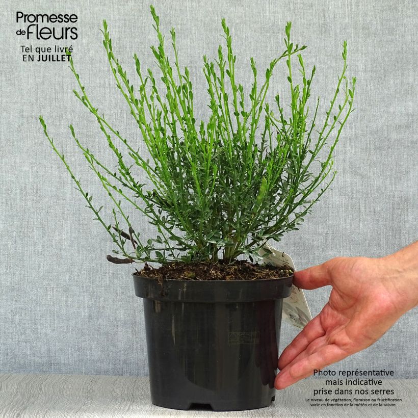 Cytisus scoparius Palette 2L/3L pot sample as delivered in summer