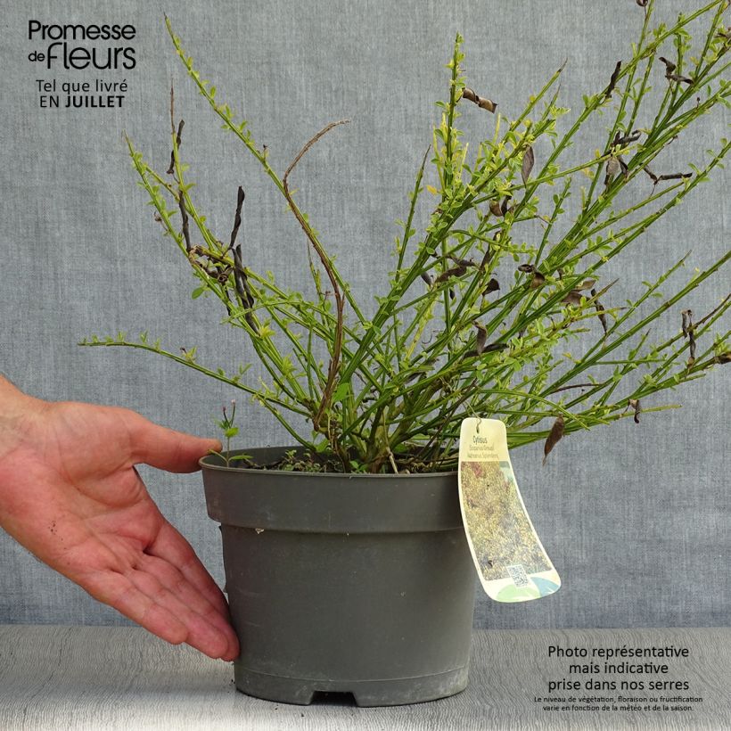 Cytisus scoparius Andreanus 2L/3L pot sample as delivered in summer