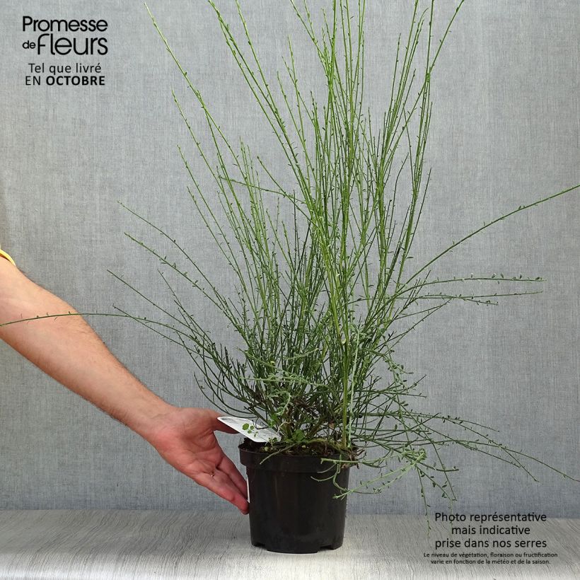 Cytisus scoparius Vanesse 2L/3L pot sample as delivered in autumn