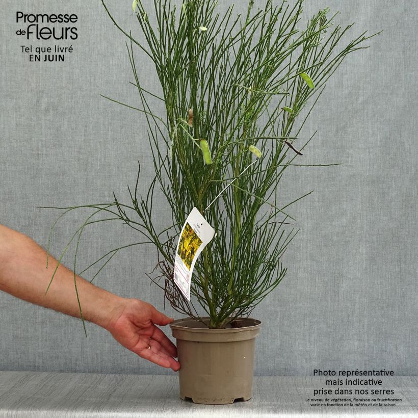 Cytisus scoparius Vanesse 2L/3L pot sample as delivered in summer