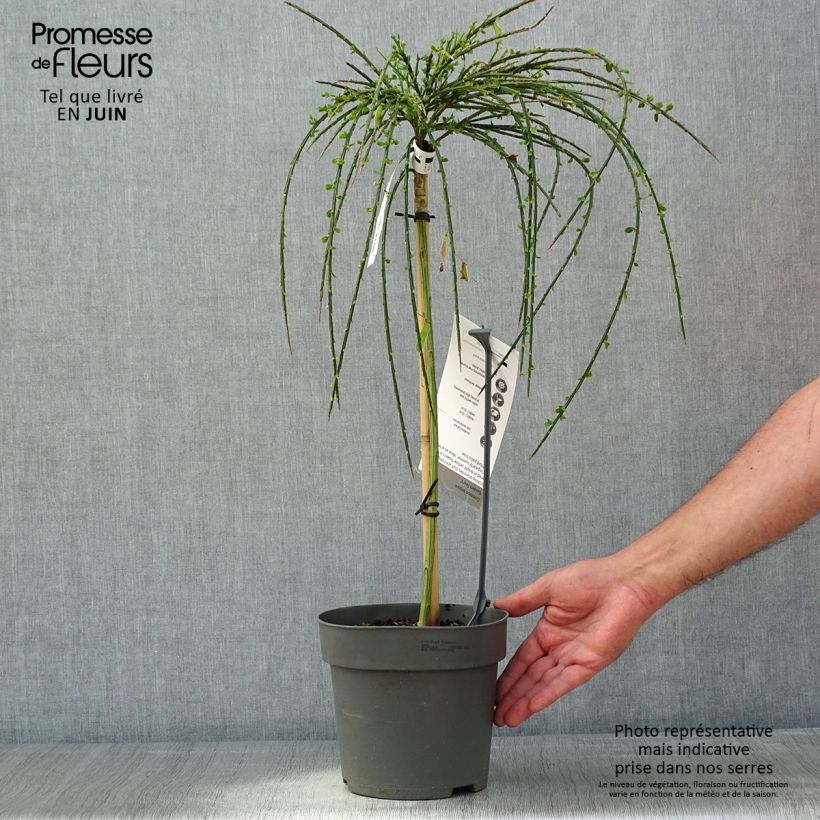 Cytisus scoparius Golden Tears 4L/5L potShipped height around 70/+cm sample as delivered in spring
