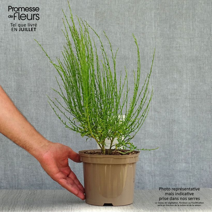 Cytisus scoparius Roter Favorit 2L/3L pot sample as delivered in summer
