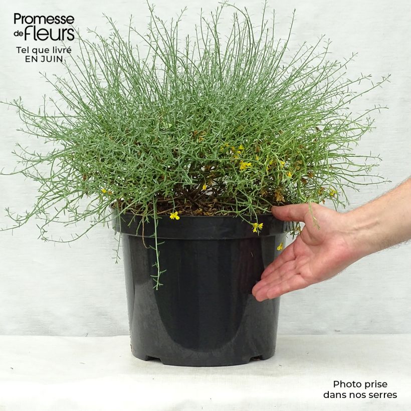 Genista lydia 7.5L/10L pot sample as delivered in summer