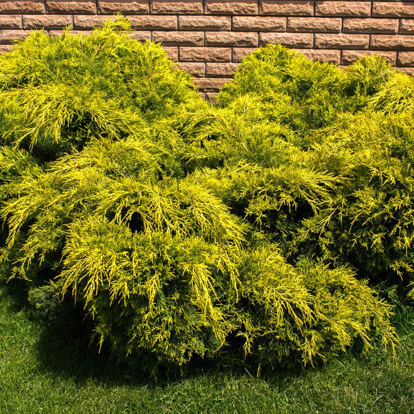 Juniperus pfitzeriana King of Spring (Plant habit)