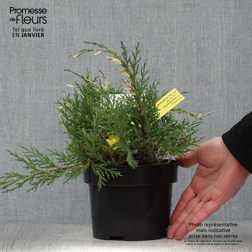 Genévrier - Juniperus pfitzeriana White Splash Pot de 2L/3L sample as delivered in winter