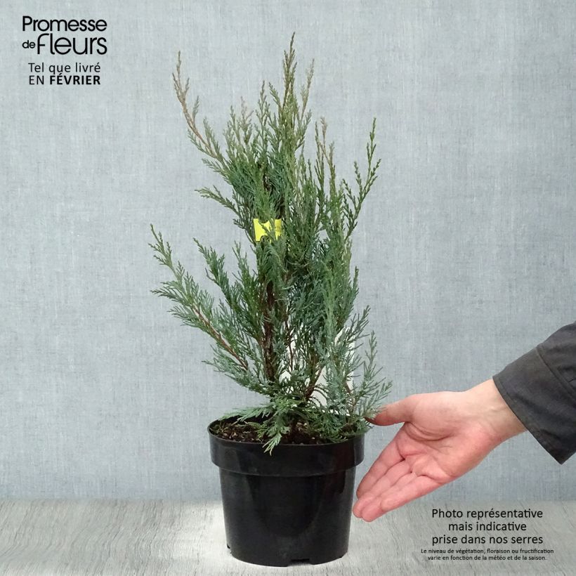 Genévrier - Juniperus scopulorum Moonglow Pot de 2L/3L sample as delivered in winter