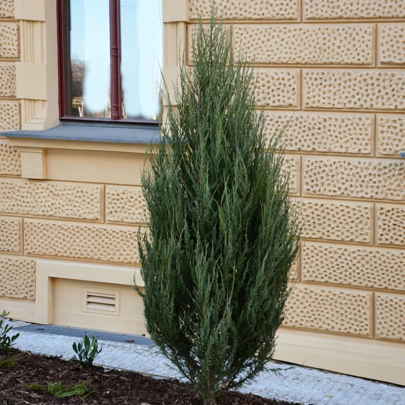 Juniperus scopulorum Wichita Blue (Plant habit)