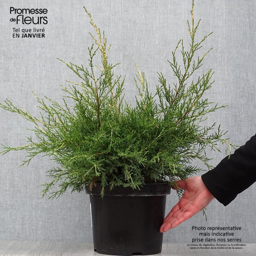 Genévrier - Juniperus x media Gold Star Pot de 7,5L/10L sample as delivered in winter