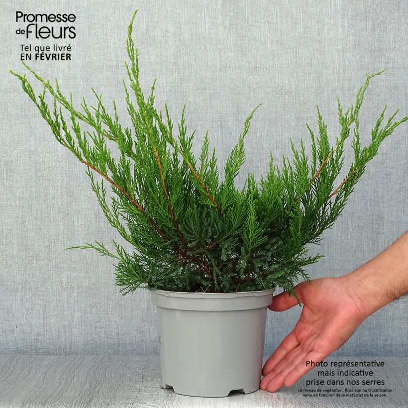 Genévrier - Juniperus x media Mint Julep en pot de 2L/3L sample as delivered in autumn