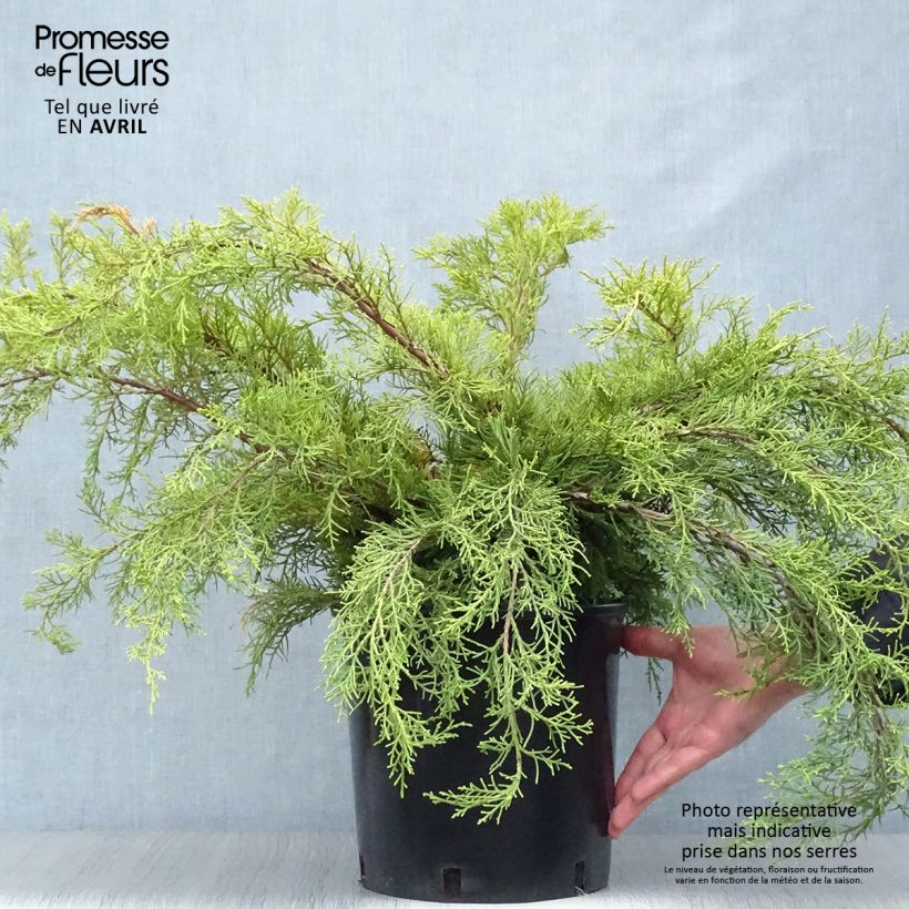 Juniperus  media Pfitzeriana Aurea sample as delivered in spring
