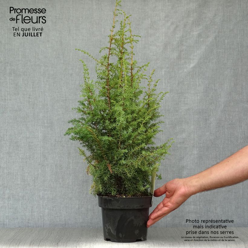Juniperus communis Hibernica 2L/3L pot sample as delivered in summer