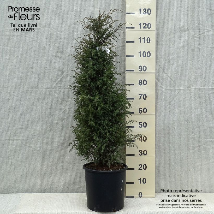 Juniperus communis Pyramidalis sample as delivered in spring