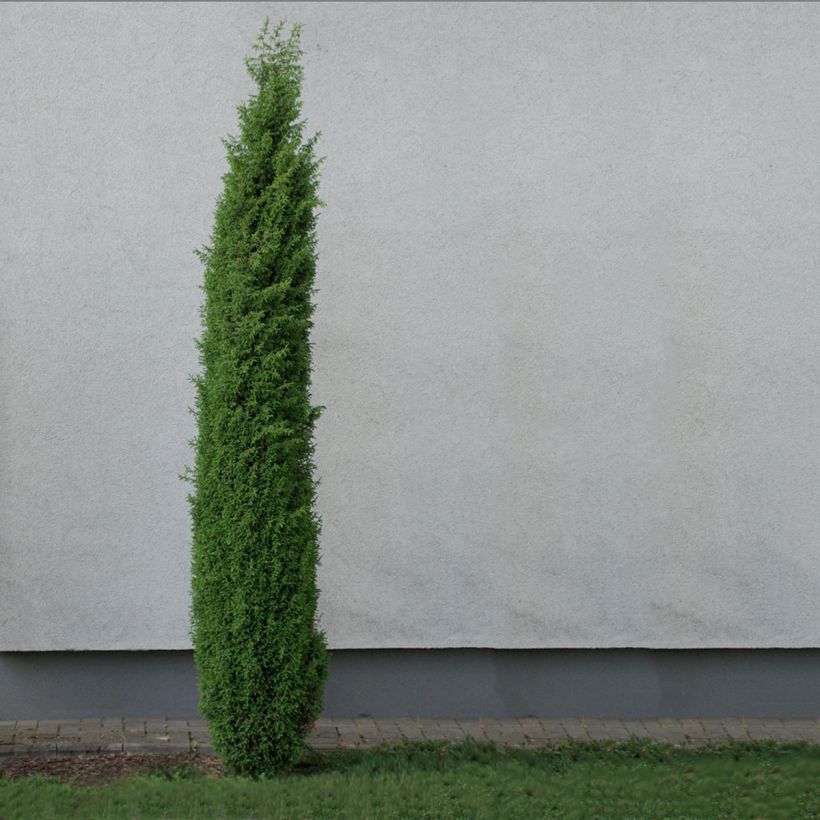 Juniperus communis Sentinel (Plant habit)