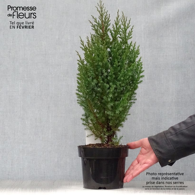 Genévrier de Chine - Juniperus chinensis Stricta en pot de 2L/3L sample as delivered in winter