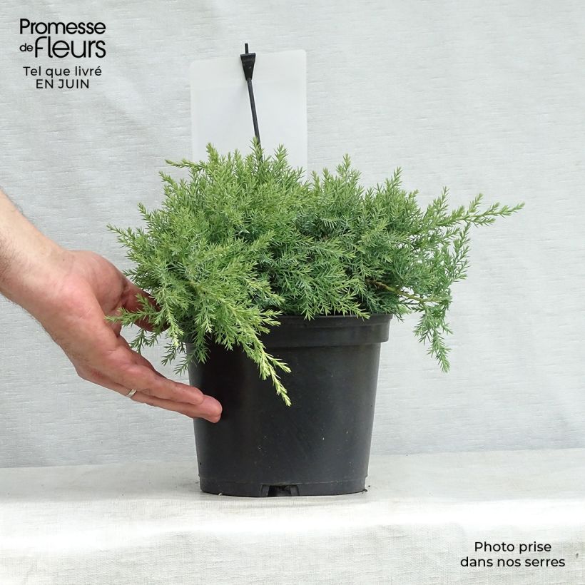 Juniperus Pfitzeriana Glauca 2L/3L pot sample as delivered in summer