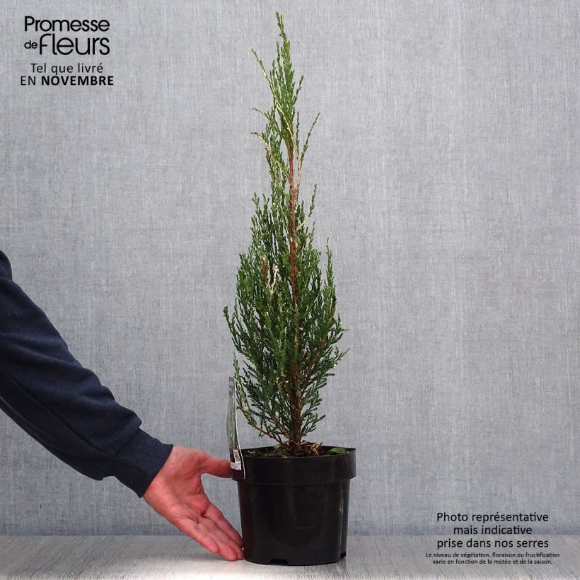 Juniperus scopulorum Blue Ivory 2L/3L pot sample as delivered in autumn