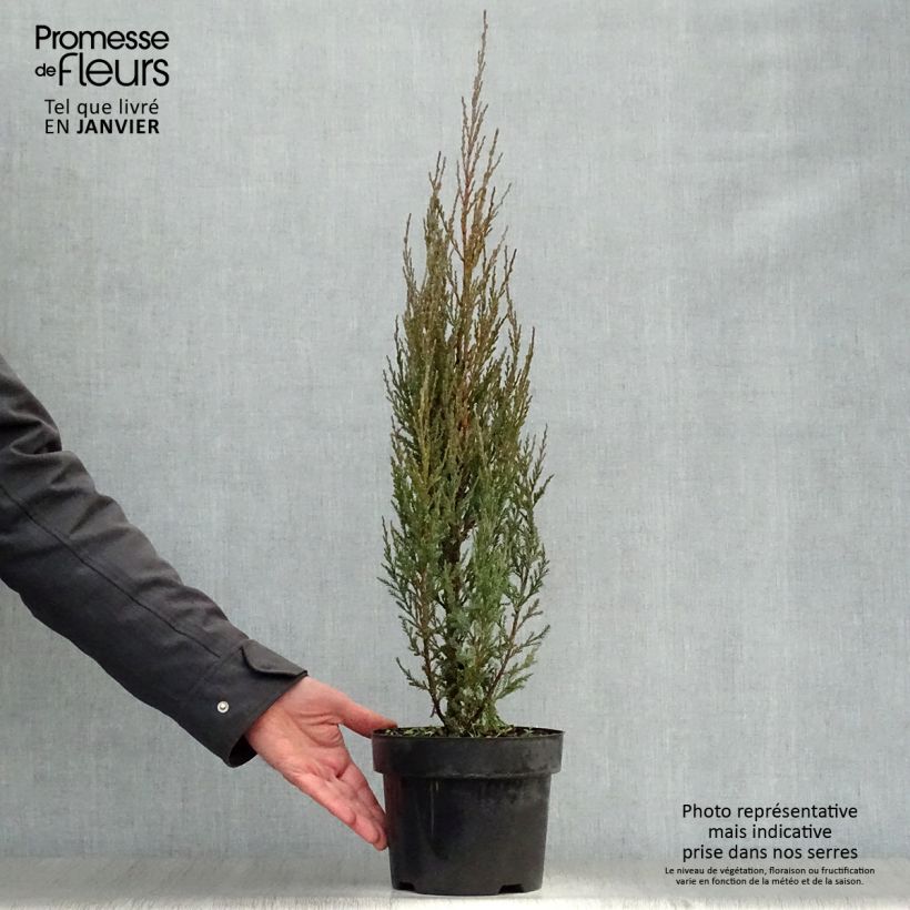 Genévrier de Virginie - Juniperus scopulorum Skyrocket Pot de 3L/4L sample as delivered in winter