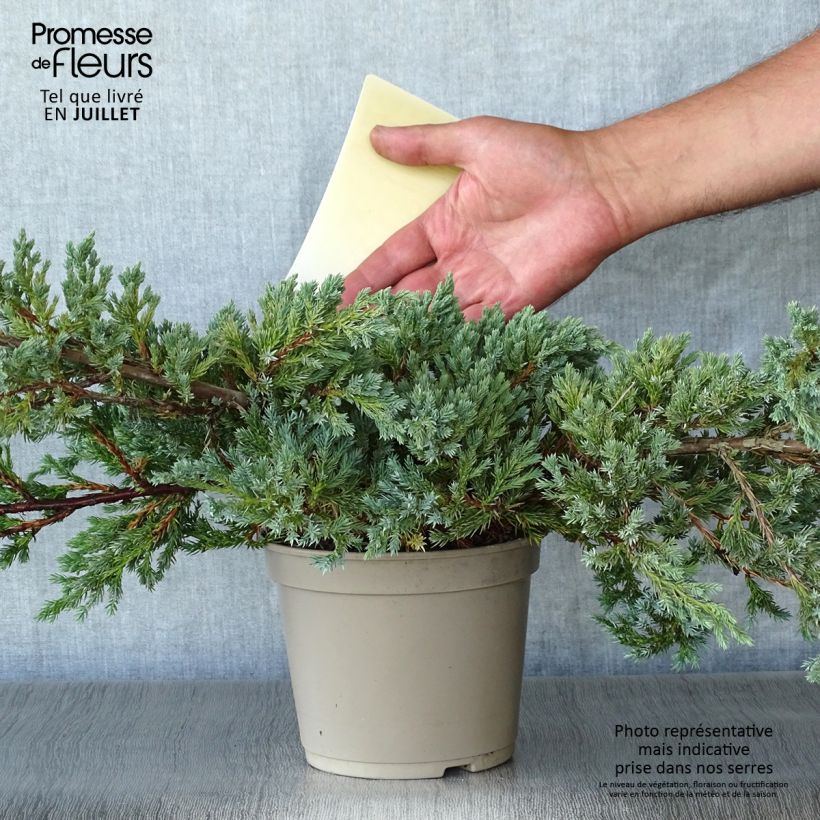 Juniperus squamata Blue Carpet 2L/3L pot sample as delivered in summer