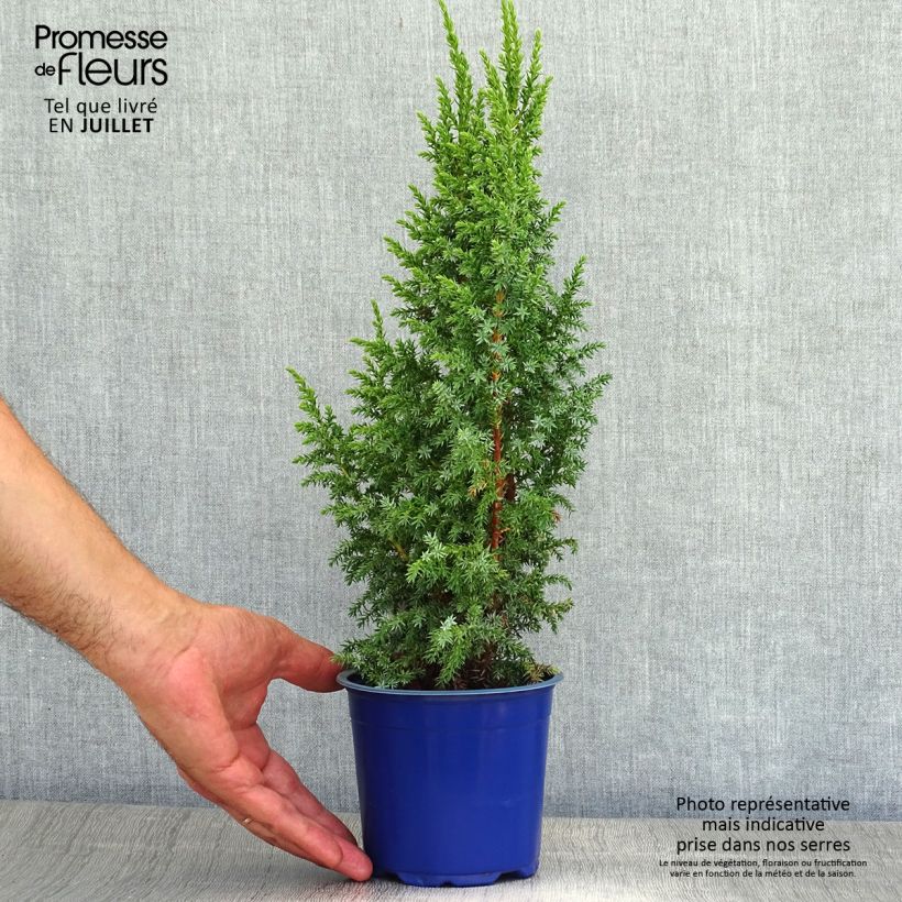 Juniperus squamata Loderi 2L/3L pot sample as delivered in summer