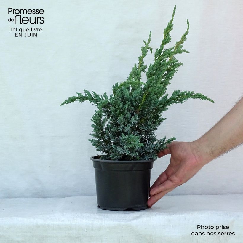 Juniperus squamata Meyeri 3L/4L pot sample as delivered in summer