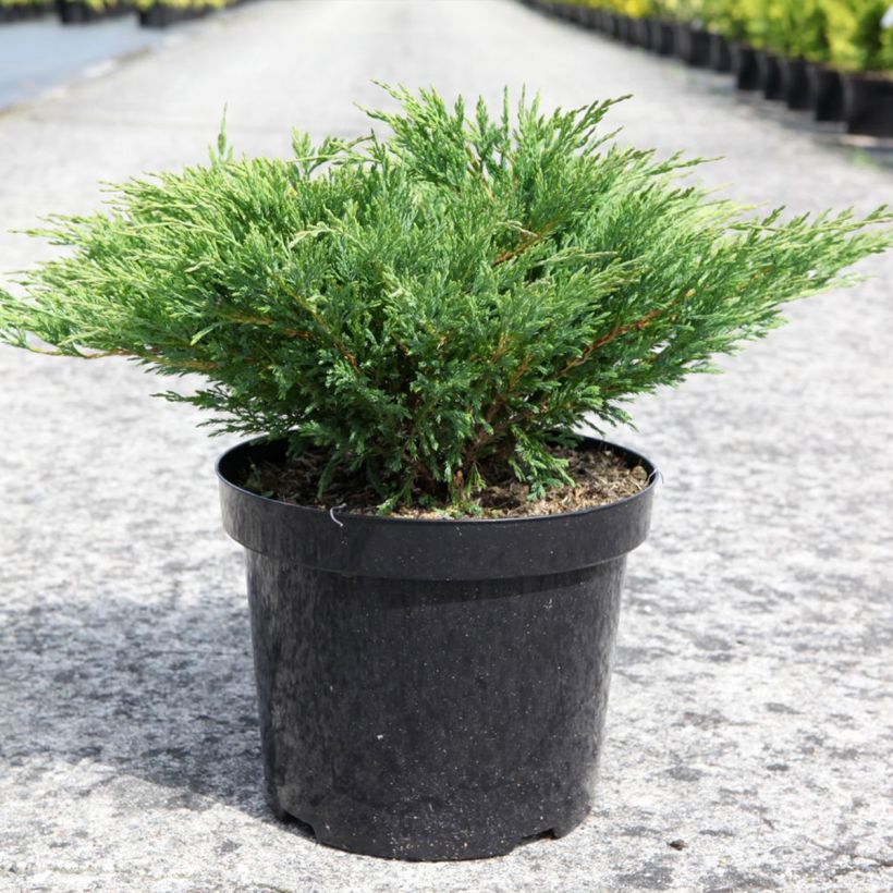 Juniperus horizontalis Andorra Compact (Plant habit)