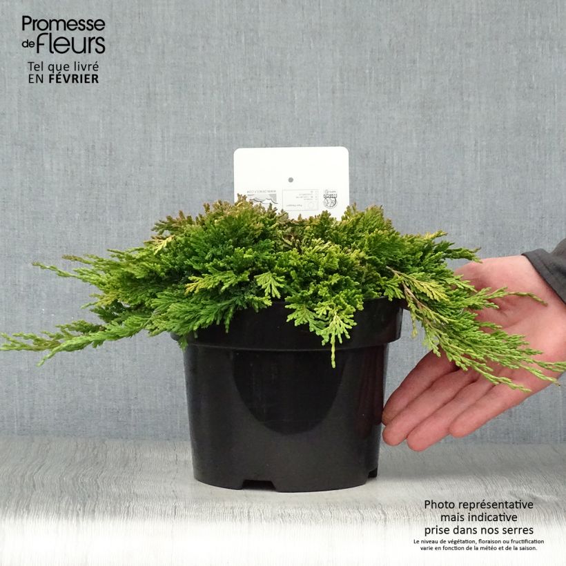 Genévrier rampant - Juniperus horizontalis Golden Carpet Pot de 2L/3L sample as delivered in winter