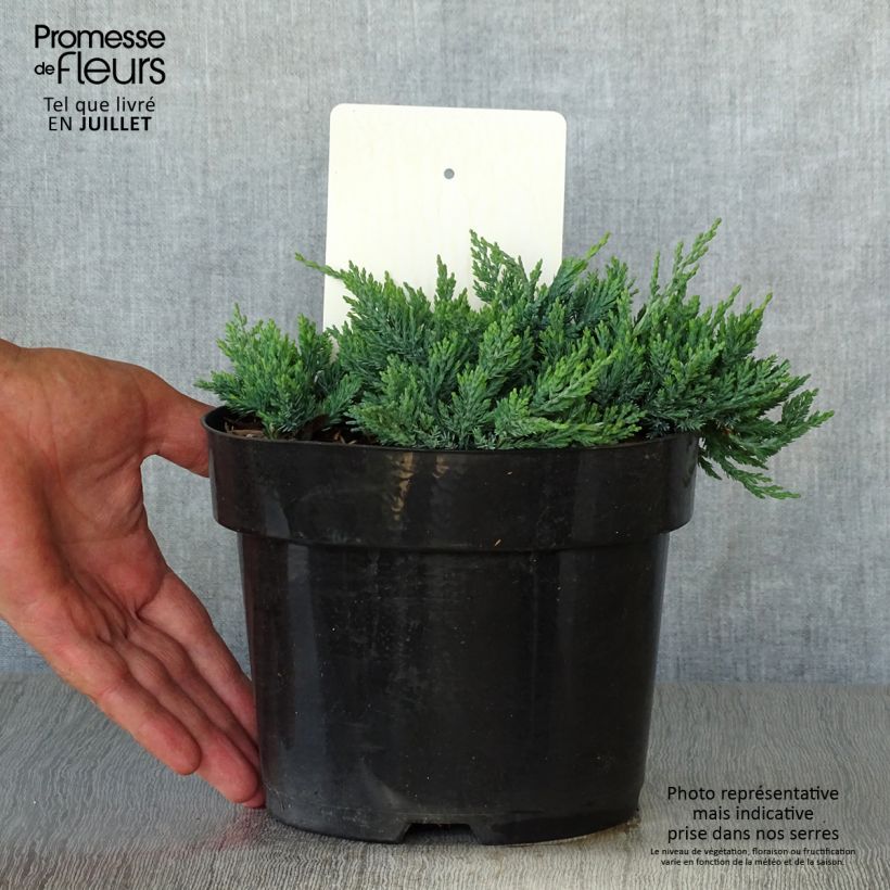 Juniperus horizontalis Wiltonii 3L/4L pot sample as delivered in summer