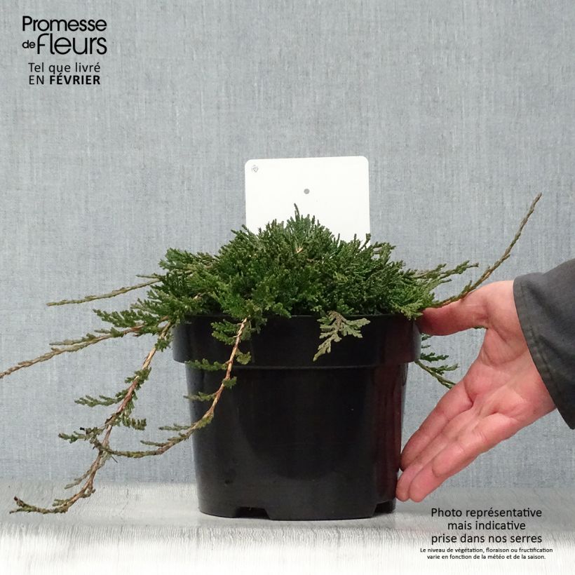 Genévrier rampant - Juniperus horizontalis Wiltonii Pot de 3L/4L sample as delivered in winter