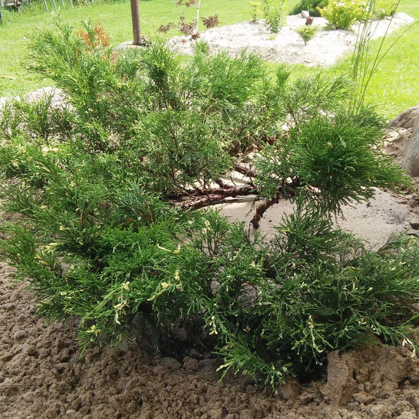 Juniperus sabina Variegata (Plant habit)