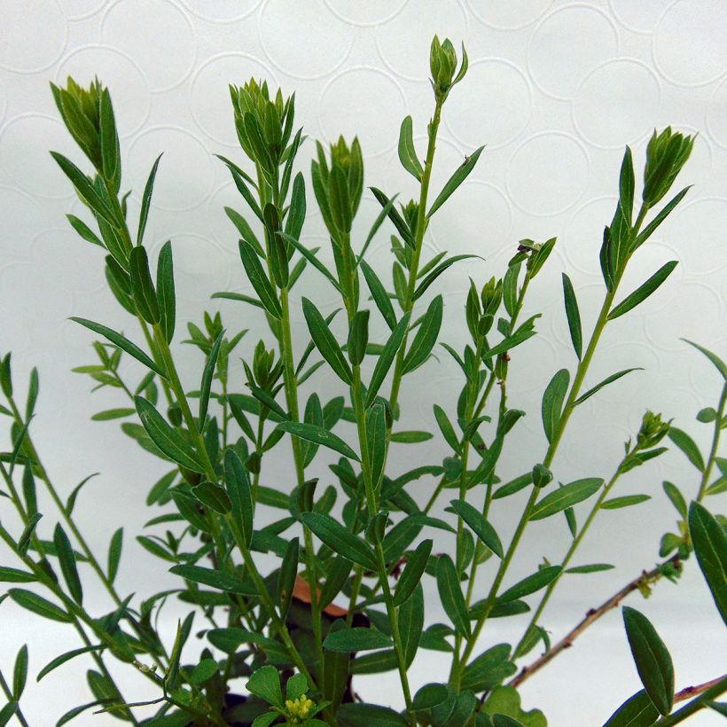 Genista tinctoria Plena (Flore Pleno) - dyer's greenweed (Foliage)