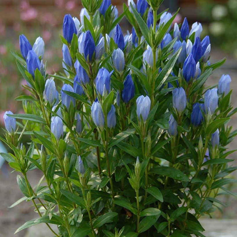 Gentiana makinoi Blue Star (Plant habit)