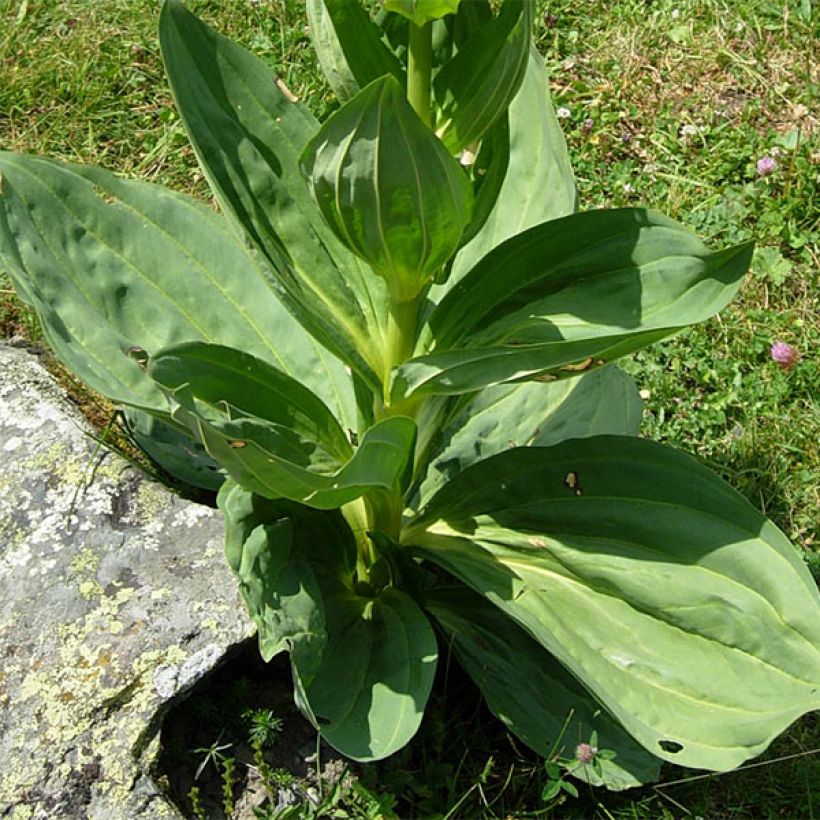 Gentiana lutea (Foliage)