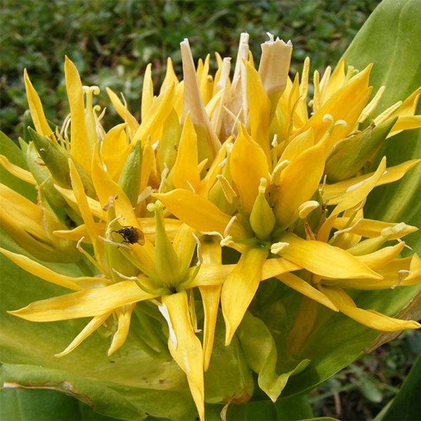 Gentiana lutea (Flowering)