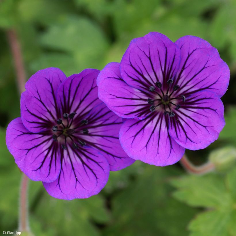 Geranium Mary Anne (Flowering)