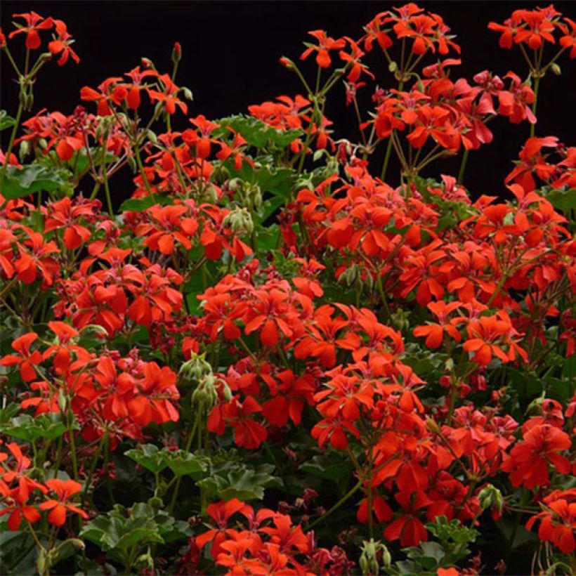 Pelargonium  peltatum Balcon Imperial Red (Flowering)