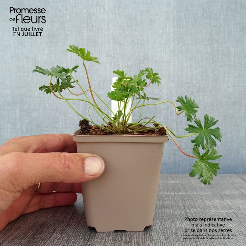 Geranium cinereum Carol 8/9 cm pot sample as delivered in summer