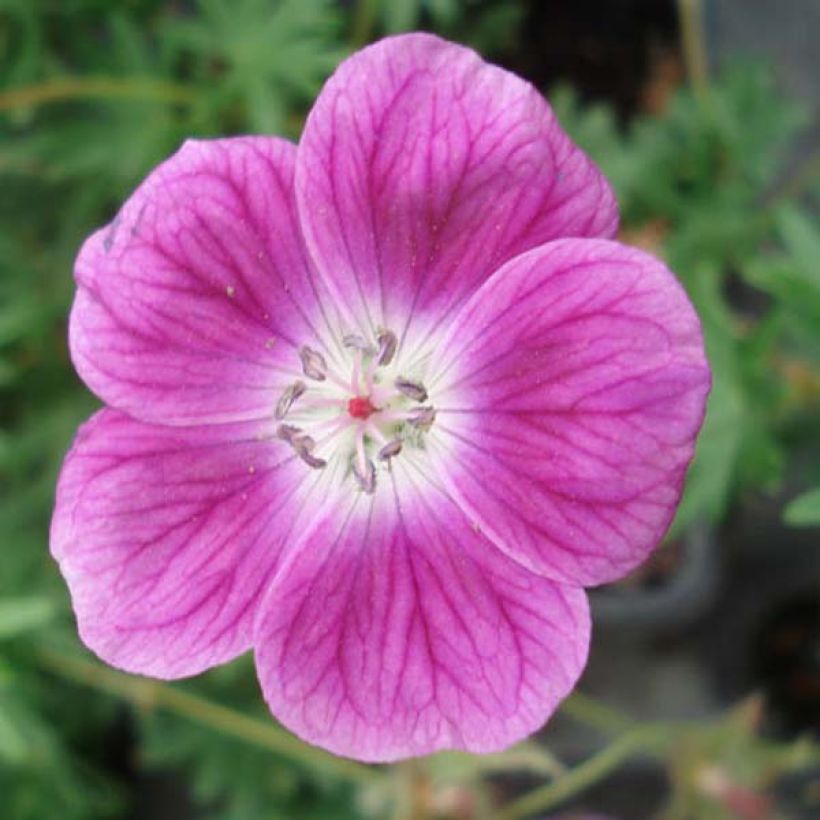 Geranium sanguineum Elke (Flowering)