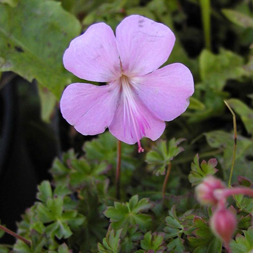 Geranium dalmaticum - Dalmatian Cranesbill (Flowering)