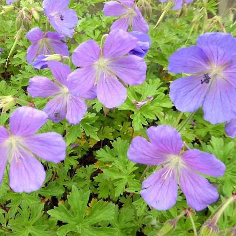 Geranium himalayense Irish Blue (Flowering)