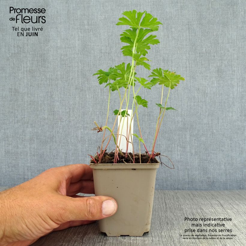 Geranium himalayense Irish Blue 8/9 cm pot sample as delivered in summer
