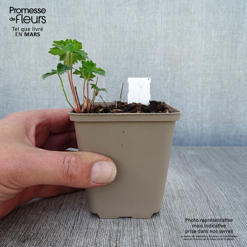 Geranium himalayense Irish Blue - Géranium vivace de l'Himalaya Godet de 9cm sample as delivered in spring