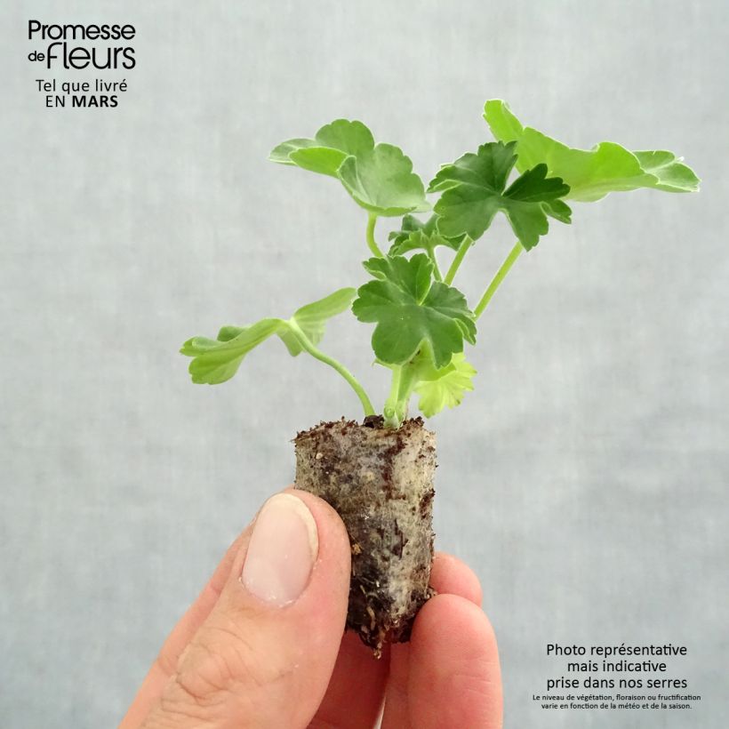 Pelargonium Cassiopeia sample as delivered in spring