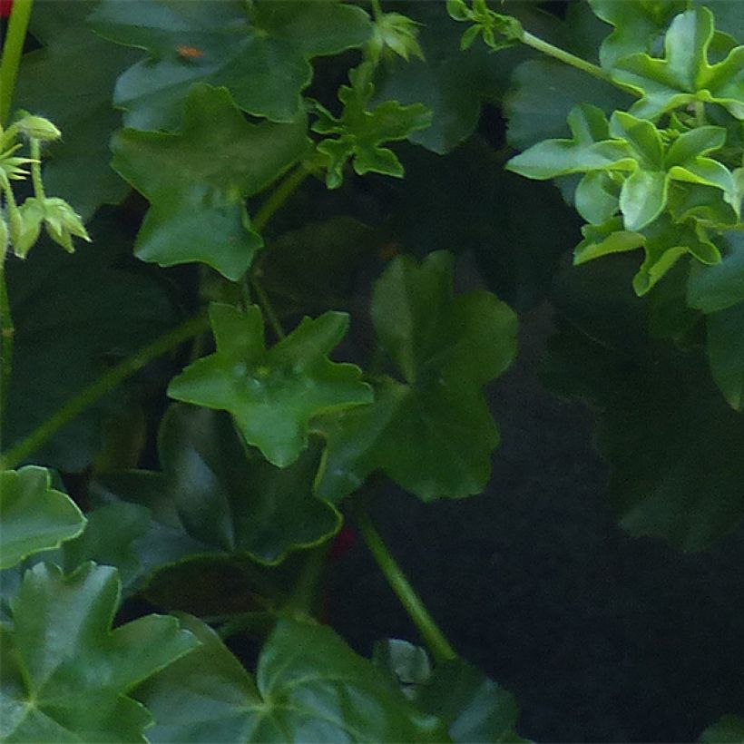 Pelargonium Mexica Tomcat - Ivy Geranium (Foliage)