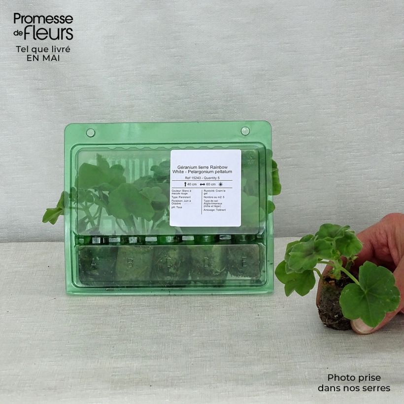 Pelargonium Rainbow White - Ivy Geranium sample as delivered in spring