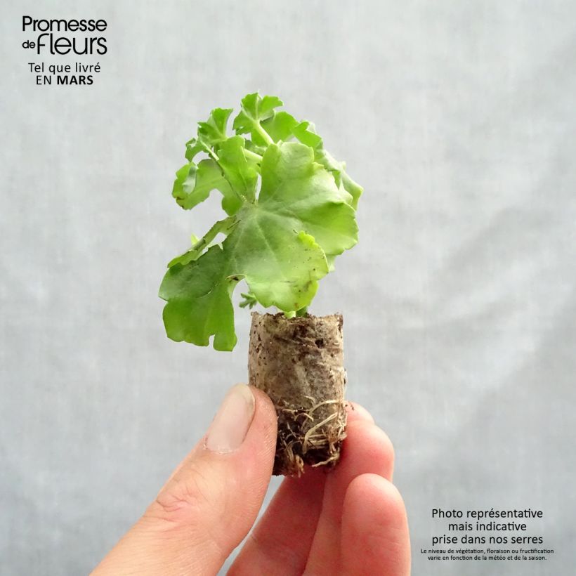 Pelargonium Balcon Noa - Ivy Geranium sample as delivered in spring