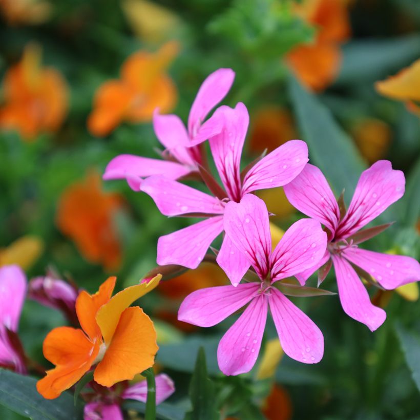 Pelargonium peltatum Balcon Lilas (Flowering)