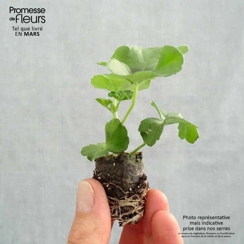 Pelargonium Moonflair Dark Pink - Ivy Geranium sample as delivered in spring