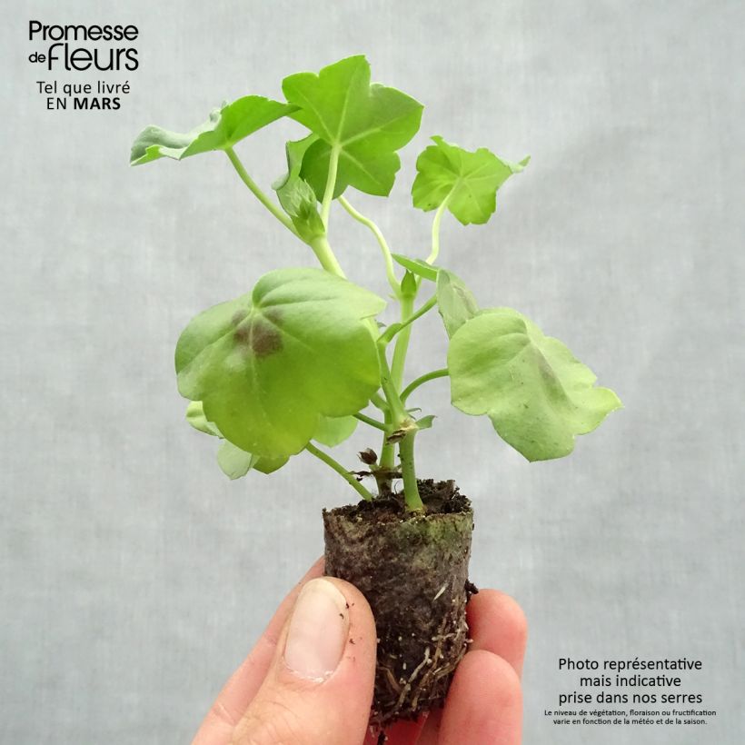 Pelargonium Big 5 Neon Pink - Ivy Geranium sample as delivered in spring