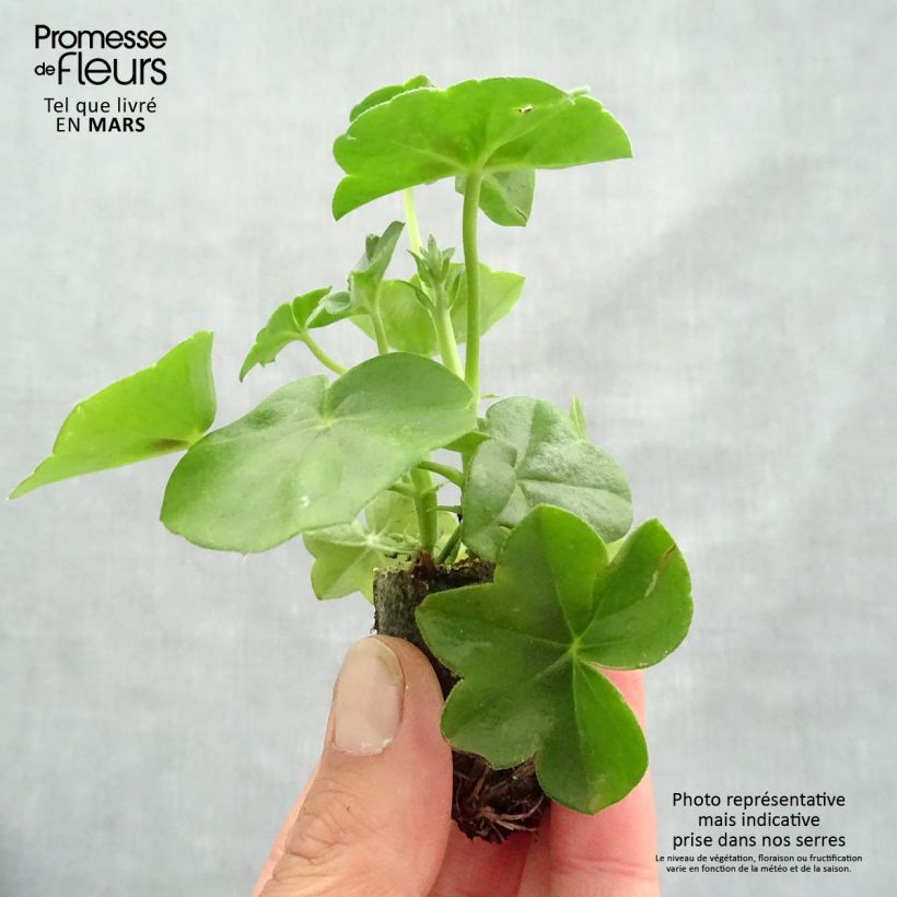 Pelargonium Big 5 Amethyst - Ivy Geranium sample as delivered in spring